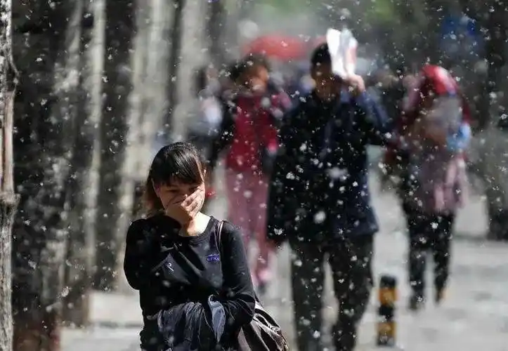 毛毛来了春季柳絮满天眼睛易中枪还要当心蠕形螨