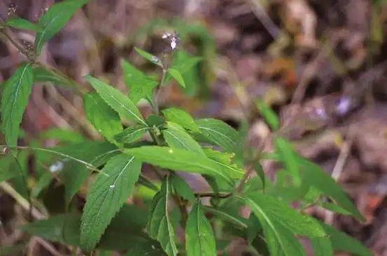 显脉香茶菜|5|16