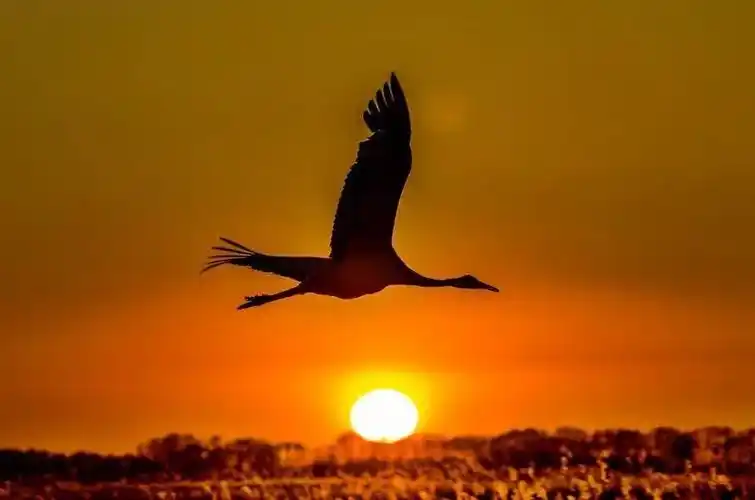 天已暖雁归来小提琴鸿雁美得难以置信