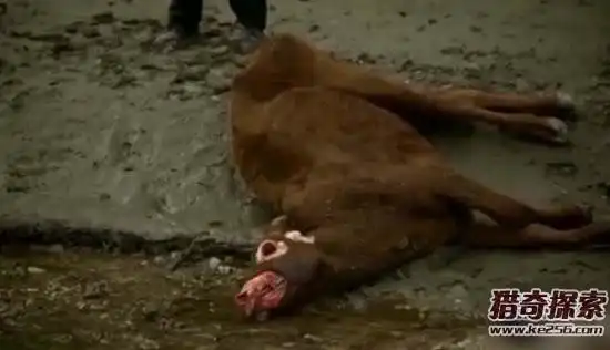 美国屠牛事件黑手竟是外星人外星人屠牛做诡异试验