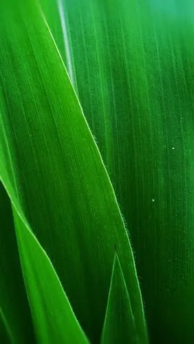 小清新绿色护眼手机壁纸