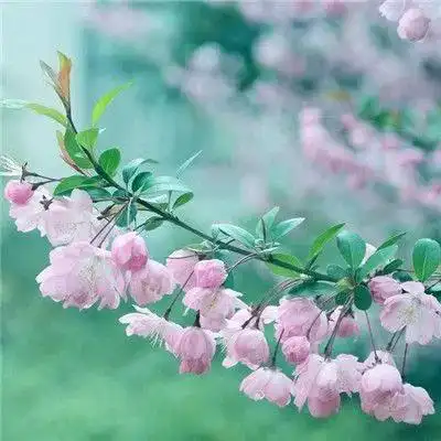 微信最吉利好看的风景头像唯美