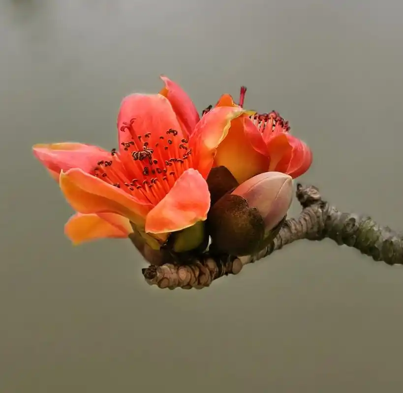 一组木棉花木棉花是南方的特产,是广州市,高雄市以及攀枝花市 - 抖音