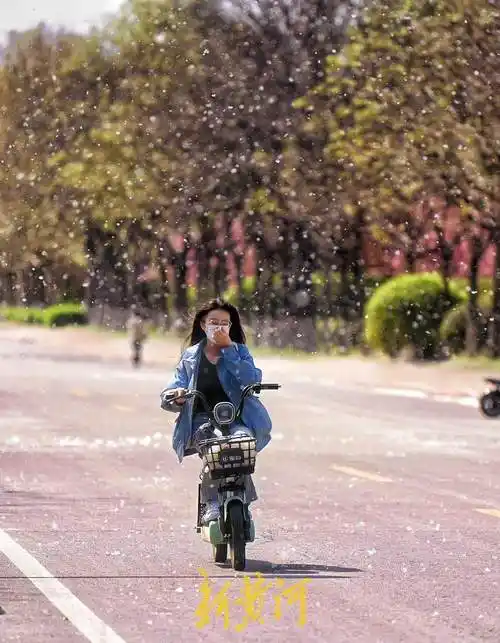 泉城进入杨柳絮高发期,犹如满天飞雪