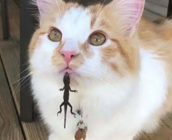 一张图片笑死10亿人让人合不拢嘴的搞笑图片吃饭时当心笑喷