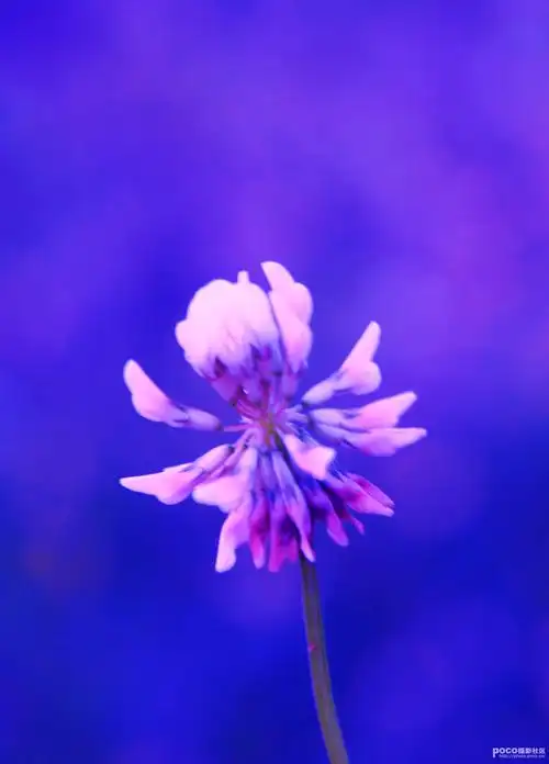 标题:蓝紫色调(小品)