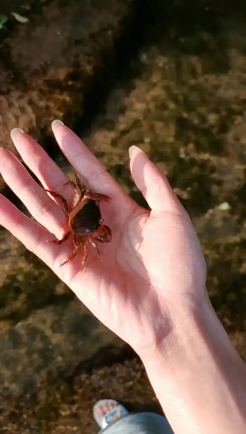 小螃蟹太可爱了,我的今日份快乐.