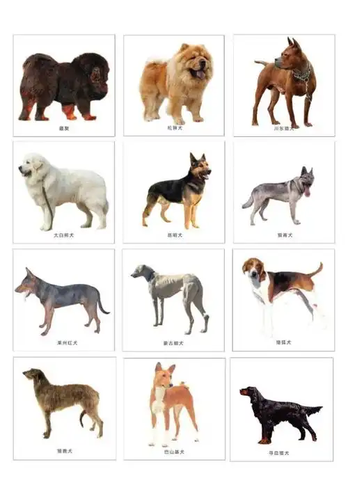 关于公布沧州市禁养烈性犬大型犬名录征求意见稿和召开听证会的通告