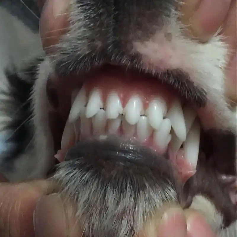 高分悬赏在线等狗狗牙齿长什么样算成年?