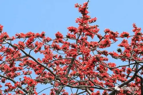 木棉为广州代言