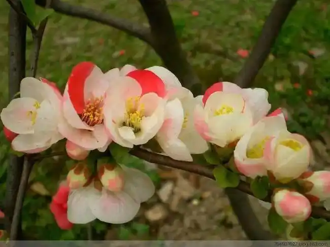 "花贵妃"——海棠的12个畅销品种