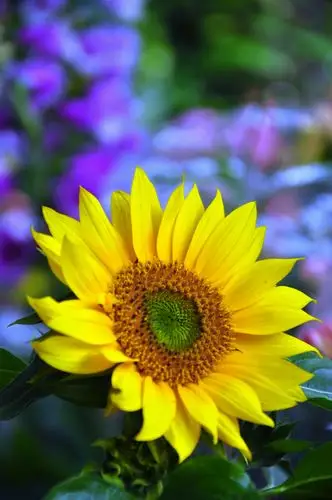 繁花似锦(94)--向日葵 61  繁花似锦(95)--向日葵 61  繁花似锦