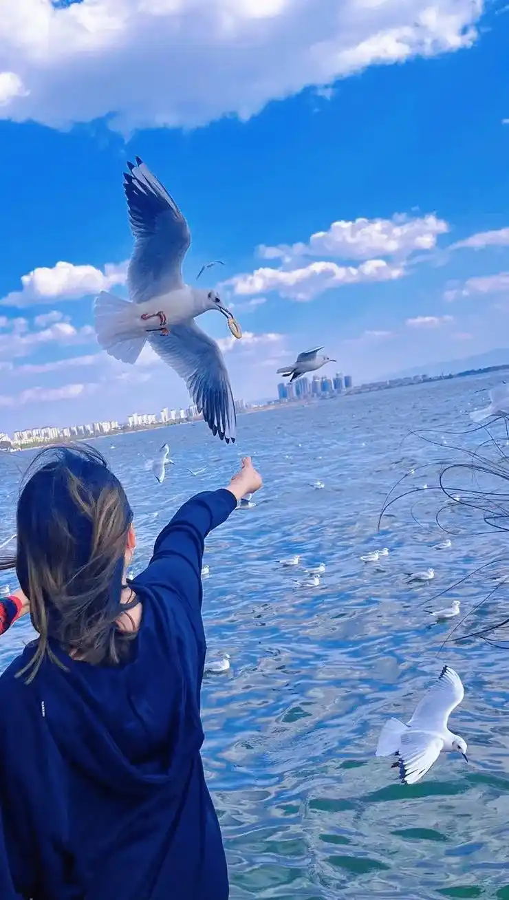 海鸥不再眷恋大海可以飞更远