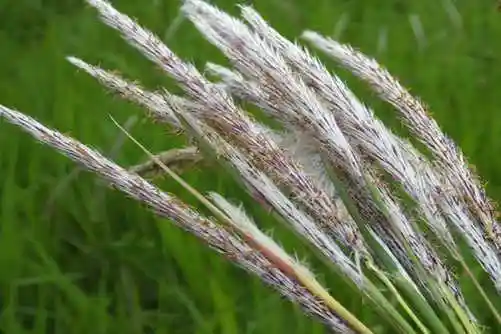 白茅根的功效,白茅根凉血止血又利尿,真正的"草根"