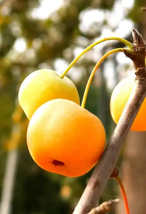 冬日的洗礼——干瘪的海棠果