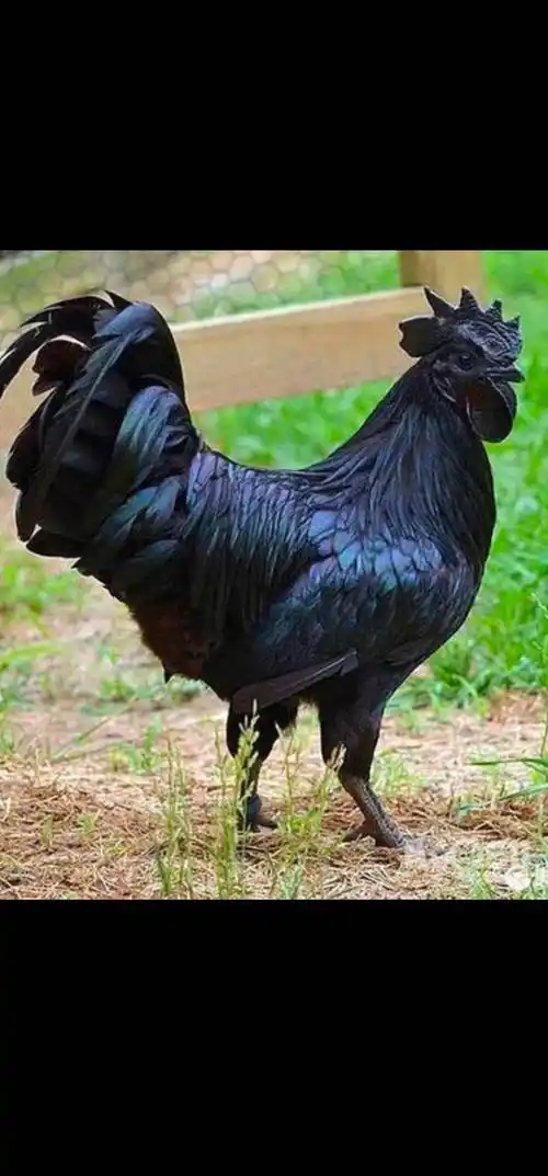 贵州土鸡菜鸡五黑鸡跑山鸡青脚鸡老母鸡