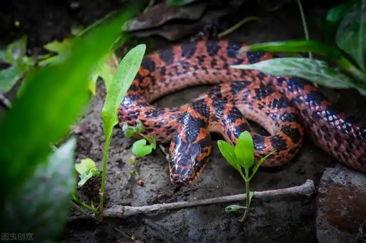 红色赤练蛇有毒吗视频,农村野生赤链蛇的毒性有多强
