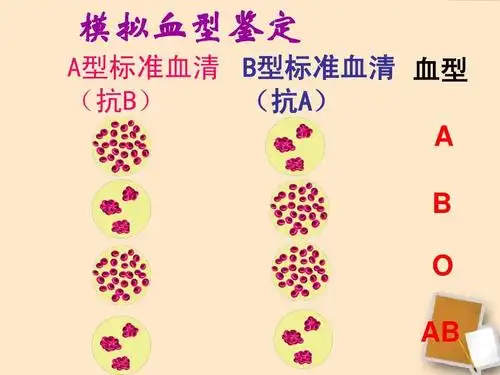 七年级生物下册 第四节输血与血型课件 人教新课标版ppt