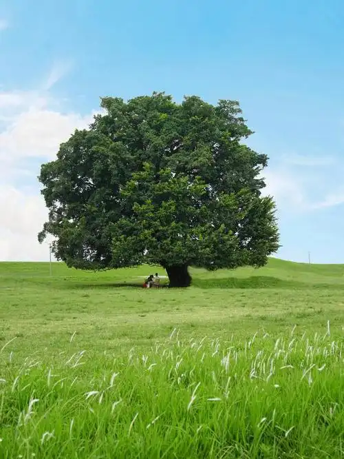 广州开车40分钟直达,藏在城市的世外桃源,10公里大草坪