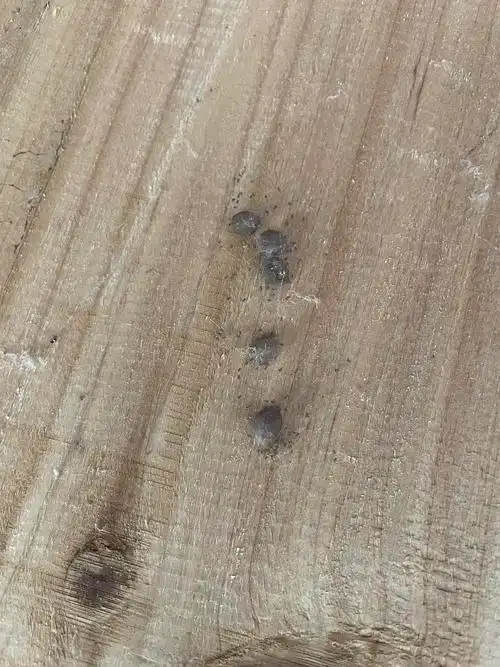 请问这是蜘蛛的蛋吗