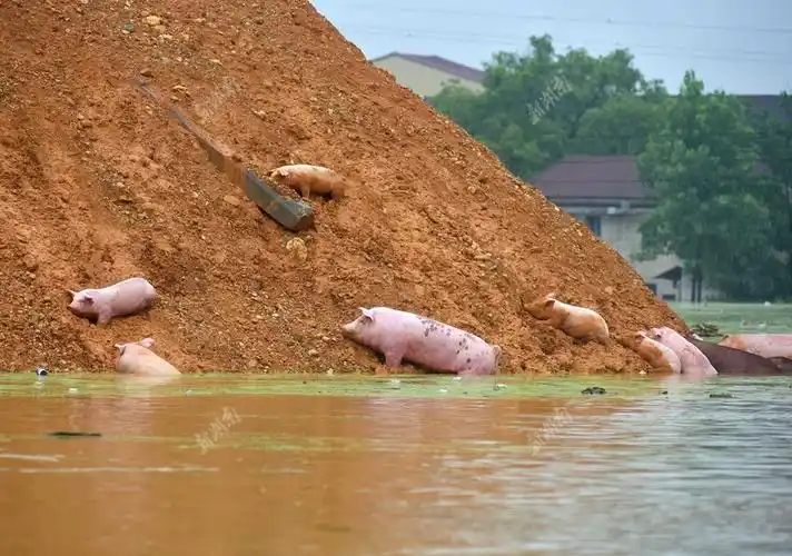 7月4日,益阳市桃江县谢林港镇,镇上养殖场上百头猪被洪水围困.