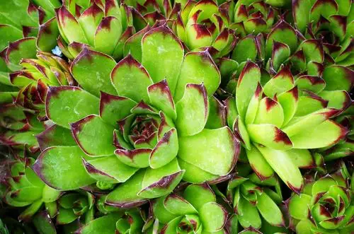 漂亮多肉植物图片,高清图片