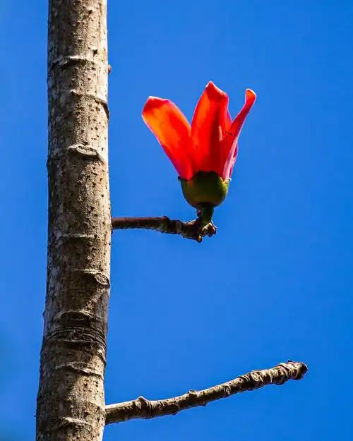 闲无事小区内拍几张木棉花和火炬花欣赏欣赏!