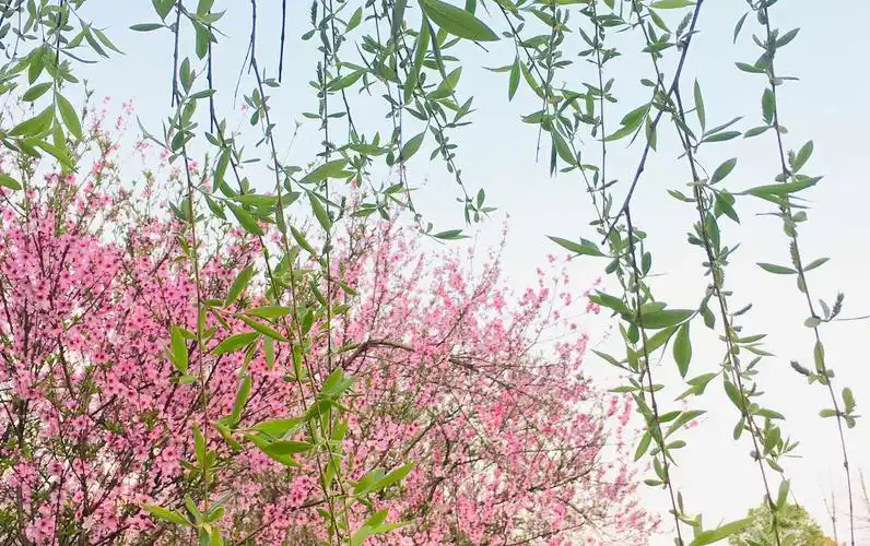 其它 线上看春景 不负宅时光 写美篇暖暖的春风吹