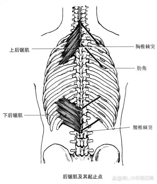 解剖笔记---肩胛提肌,菱形肌,后锯肌 肩胛提肌(lev at or scapulae)
