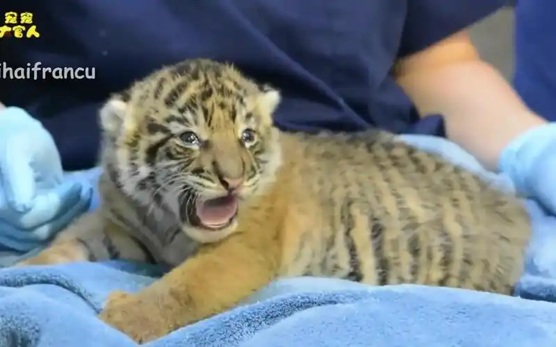 原来老虎小时候这么可爱,超萌的小老虎,看得心都融化了!