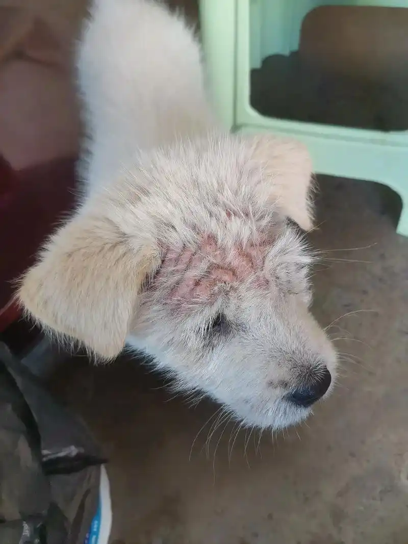 哪位大神知道怎么治疗狗狗皮肤病脱毛起包红肿