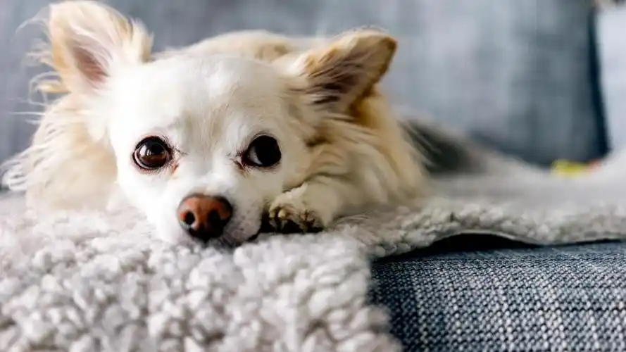 可爱的小动物狗狗