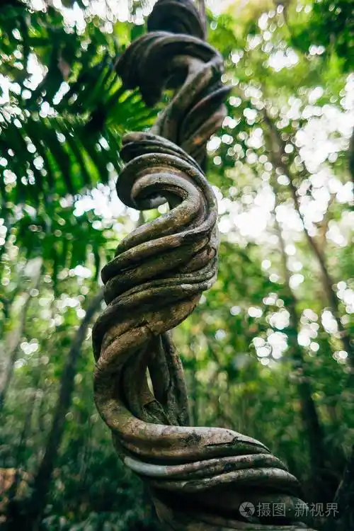 巴西热带雨林中的大扭曲的藤蔓