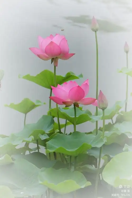 一念心清净, 莲花处处开,一花一净土, 一土一如来.