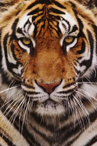 观看,察看,关注,自然风光,孟加拉虎,凶猛,印度虎,残暴,凶残,头部,老虎