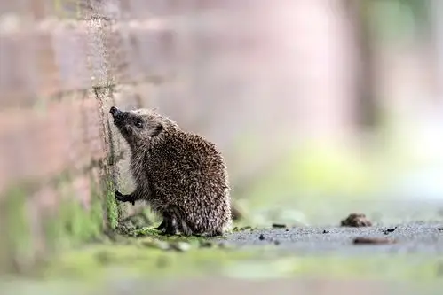 刺猬可爱壁纸_萌萌的小可爱刺猬