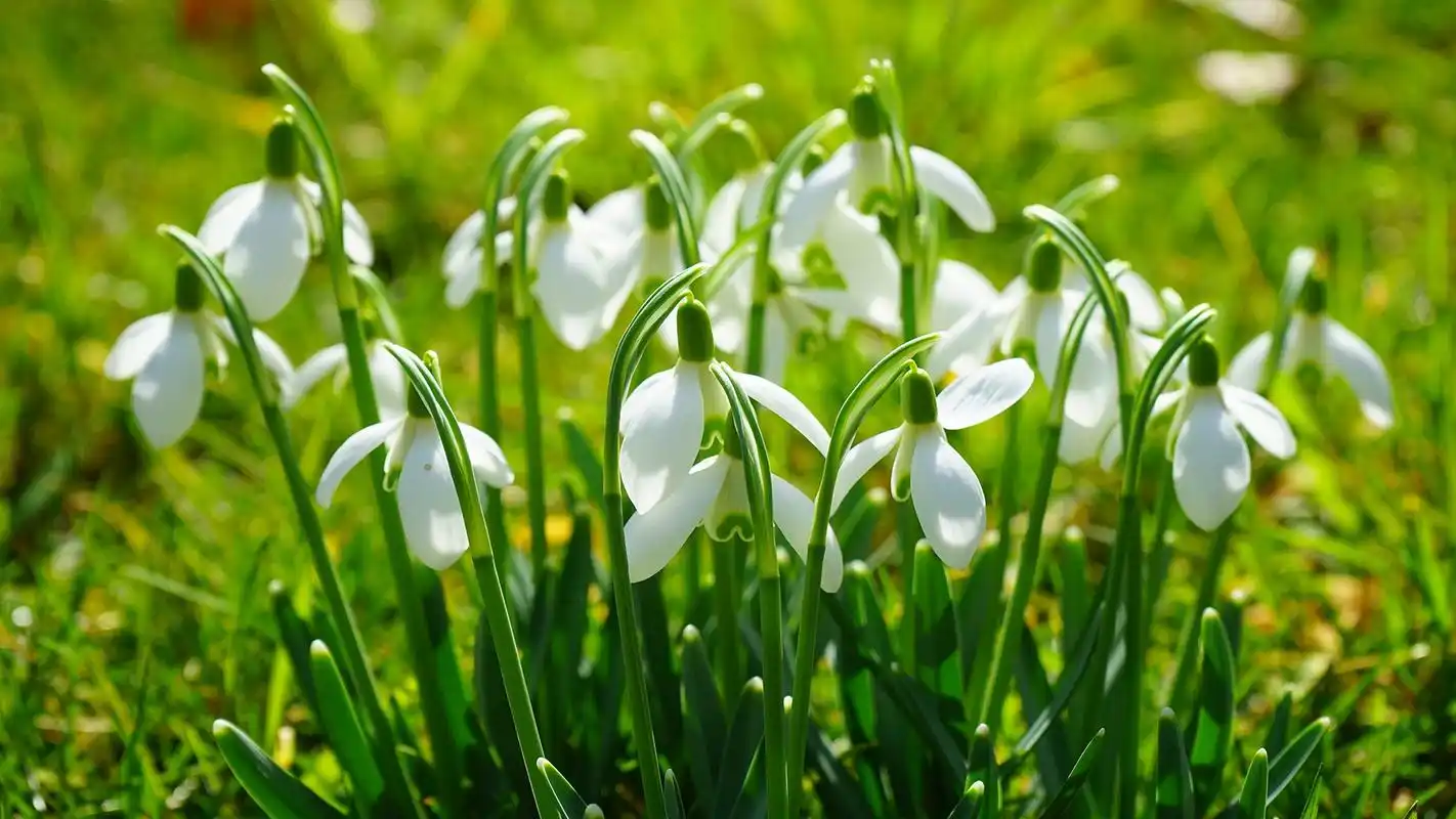 清新护眼植物花卉桌面壁纸