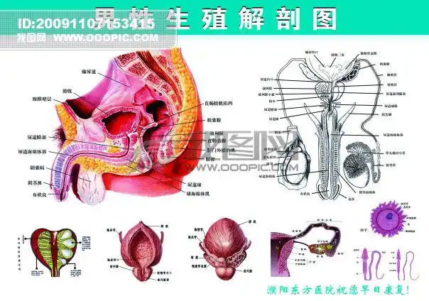 男性生殖解剖图