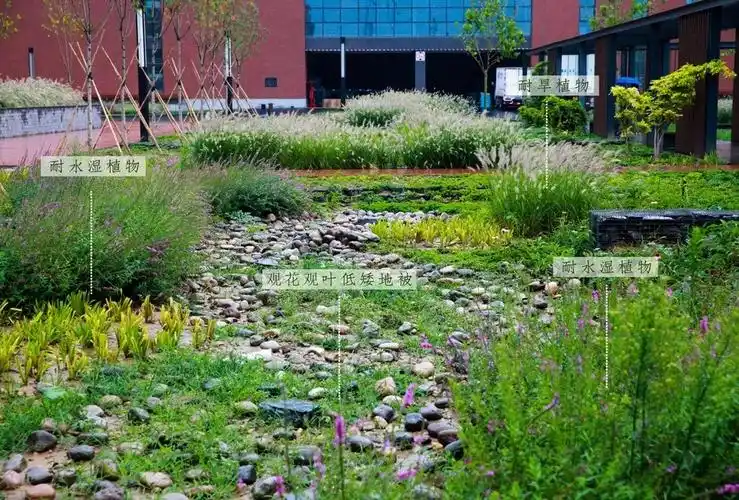 阿普研发 | 雨水花园里的植物们(地被花卉篇)