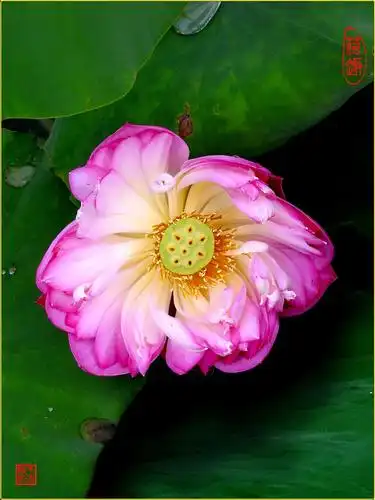 来生愿做一朵莲