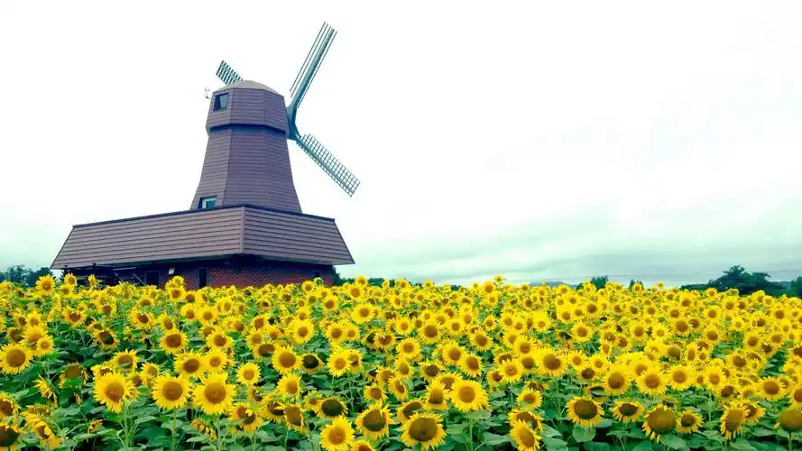风景,风车,向日葵,风车下的向日葵壁纸