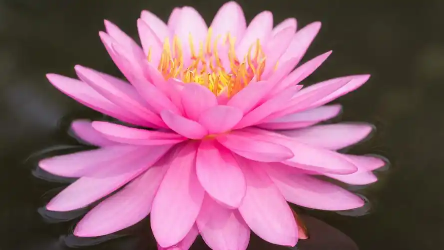 粉红色莲花电脑桌面壁纸