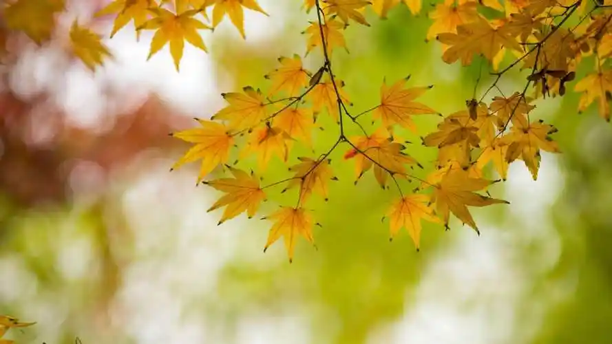 化作春泥更护花