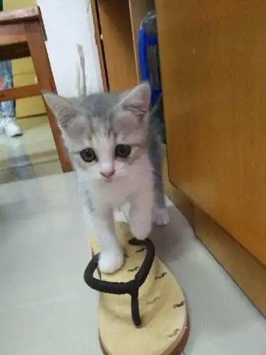 三花英短两个月母猫