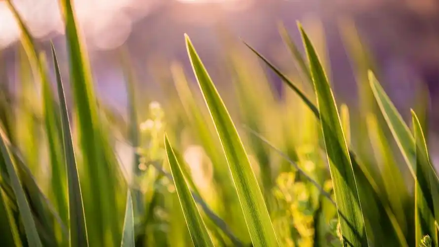 走过绿意小清新绿色1920*1080高清壁纸