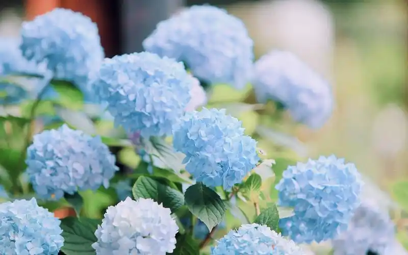 夏日小清新蓝色绣球花高清桌面壁纸