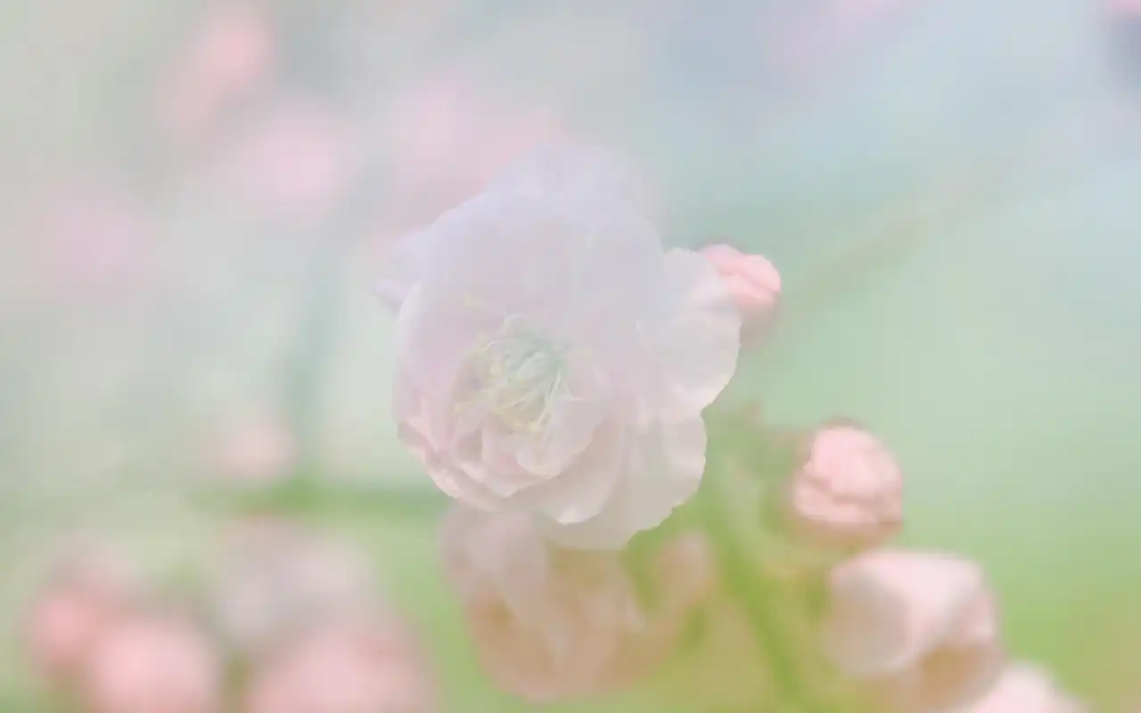 唯美清新花卉微距摄影图片电脑壁纸 _ 图片网