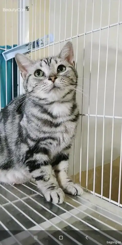 英短美短母猫无偿找领养