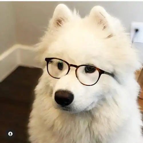 主人说,我戴眼镜像个知识分子,嘿嘿嘿