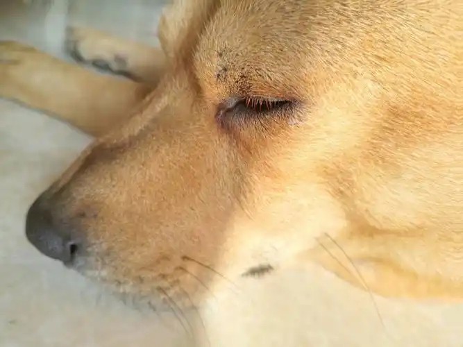 狗眼角长了个疙瘩
